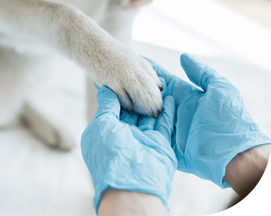 Chirurgia veterinaria magnetodinamica